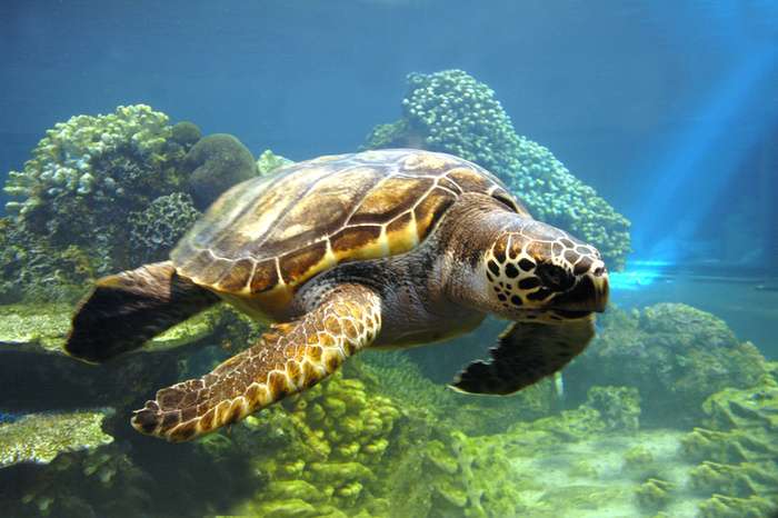sea_turtle